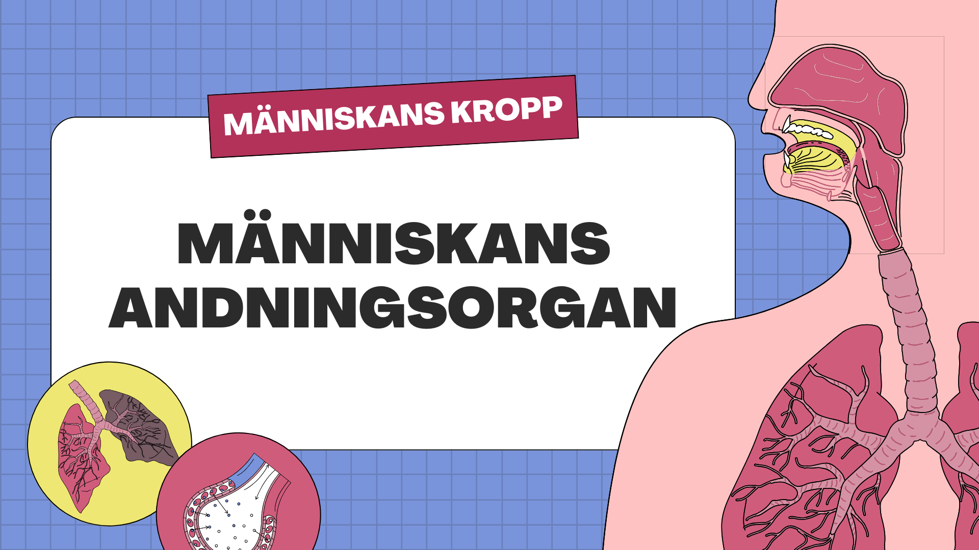 Människans andningsorgan - Årskurs 7 - 9