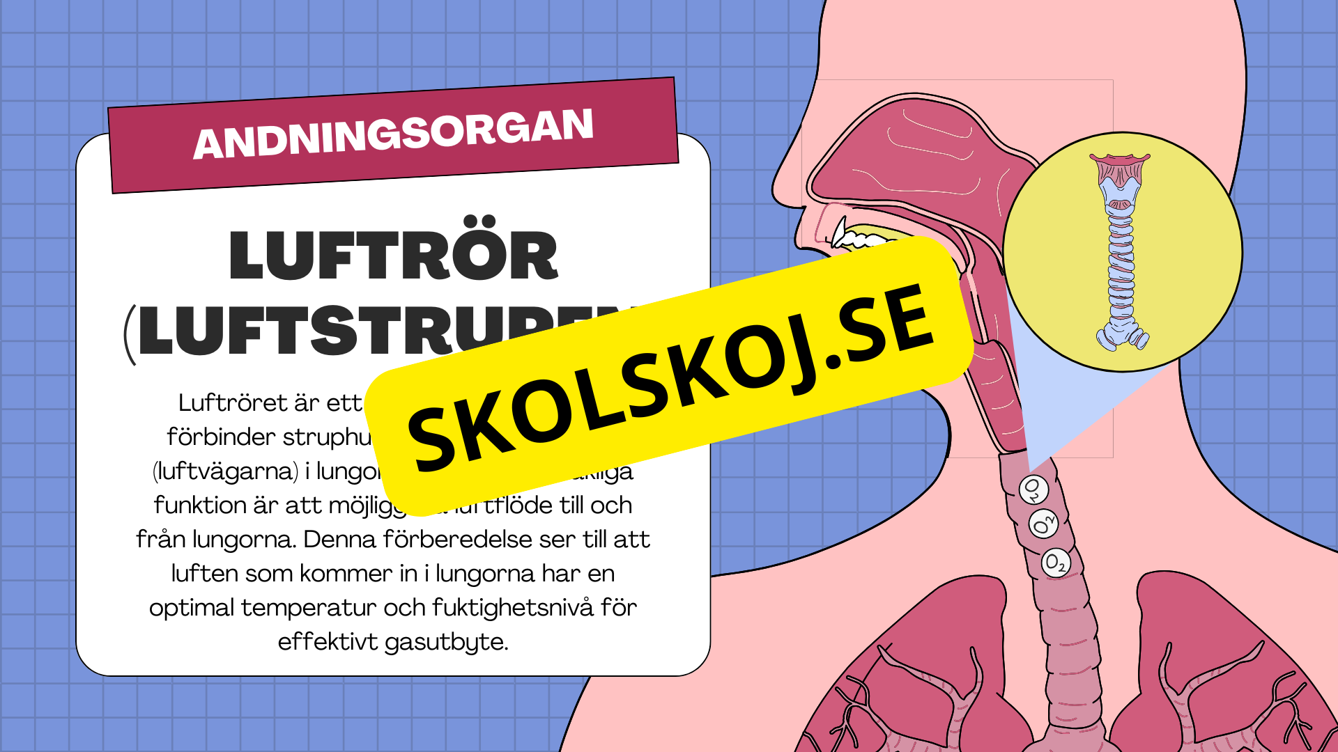 Människans andningsorgan - Årskurs 7 - 9