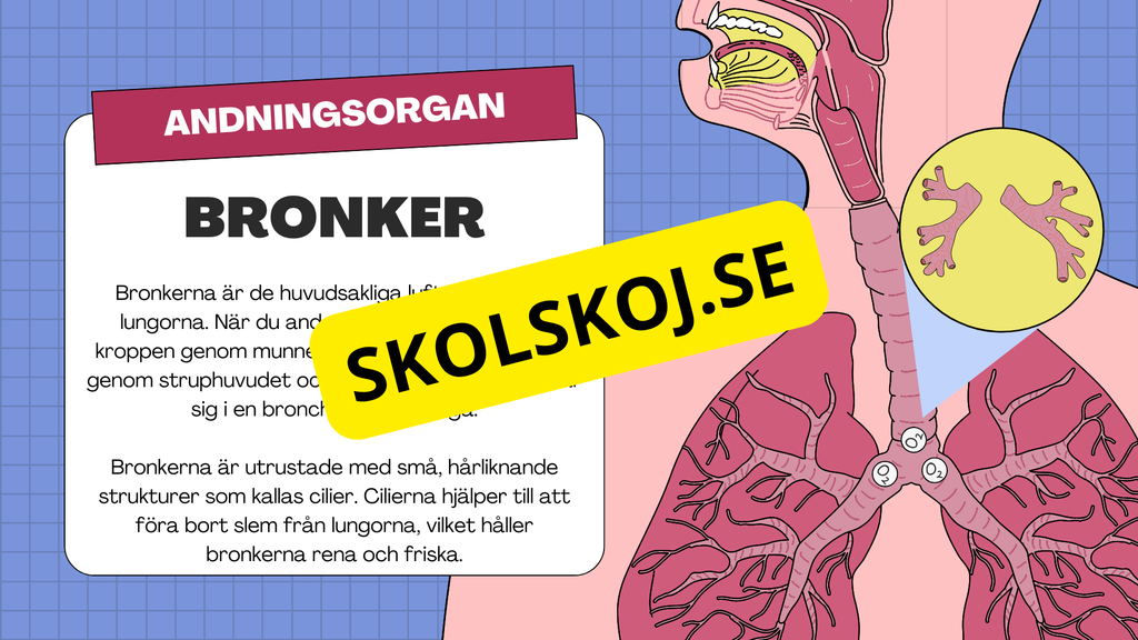 Människans andningsorgan - Årskurs 7 - 9