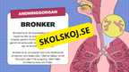 Människans andningsorgan - Årskurs 7 - 9