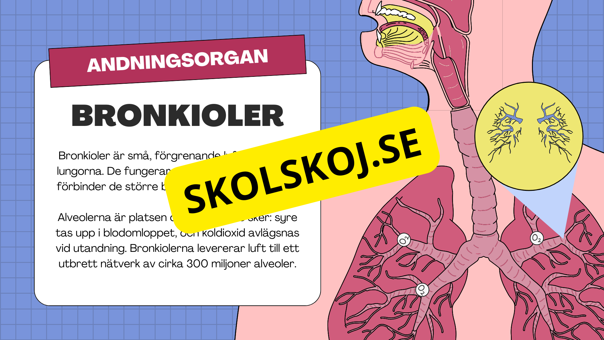 Människans andningsorgan - Årskurs 7 - 9