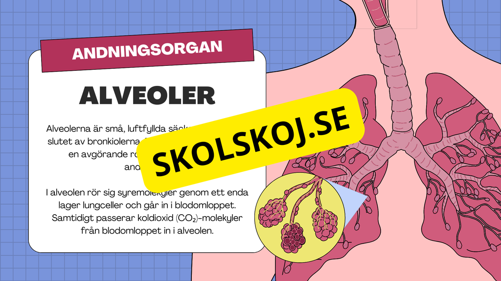 Människans andningsorgan - Årskurs 7 - 9