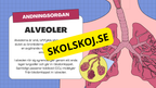 Människans andningsorgan - Årskurs 7 - 9