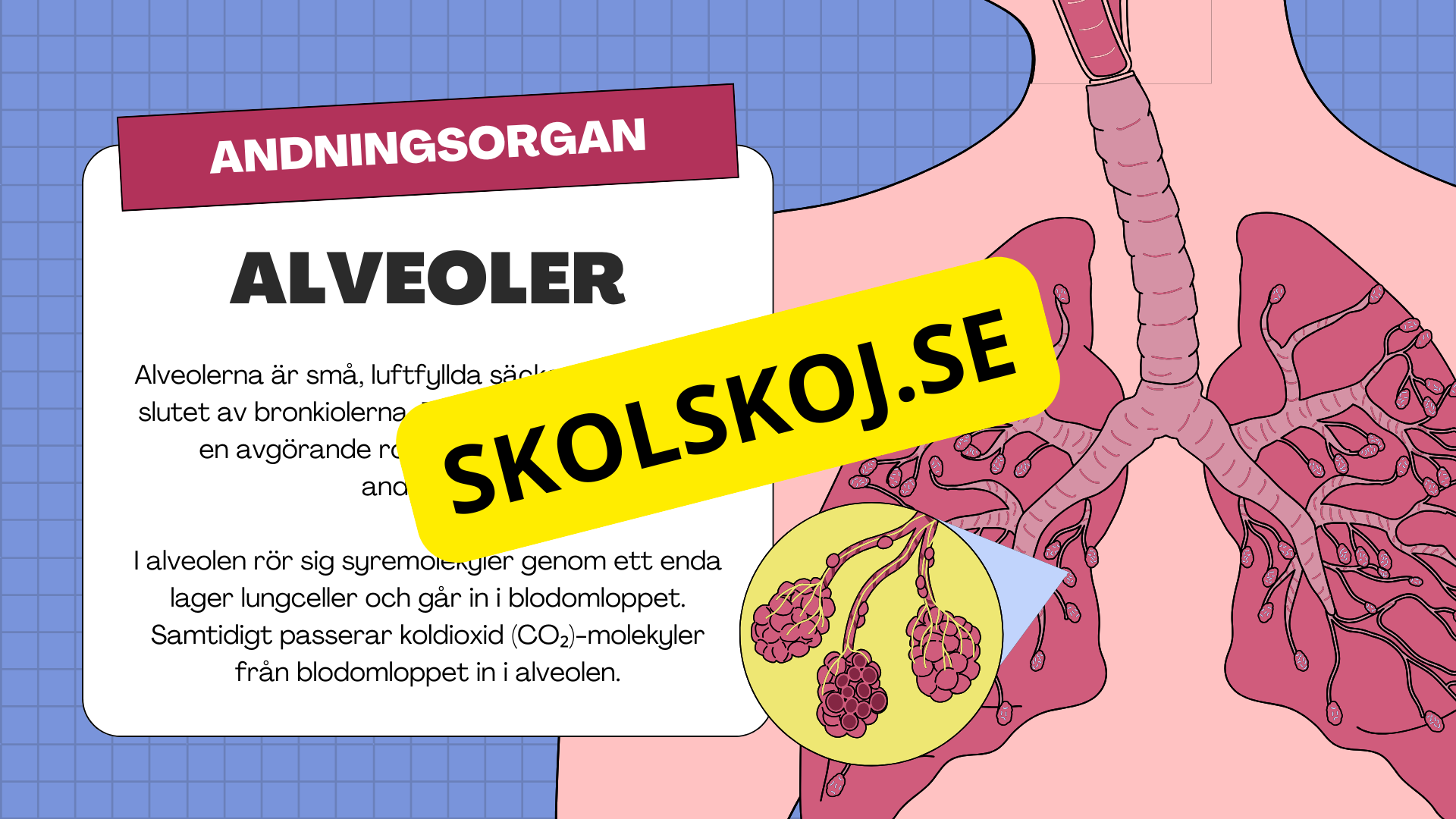 Människans andningsorgan - Årskurs 7 - 9