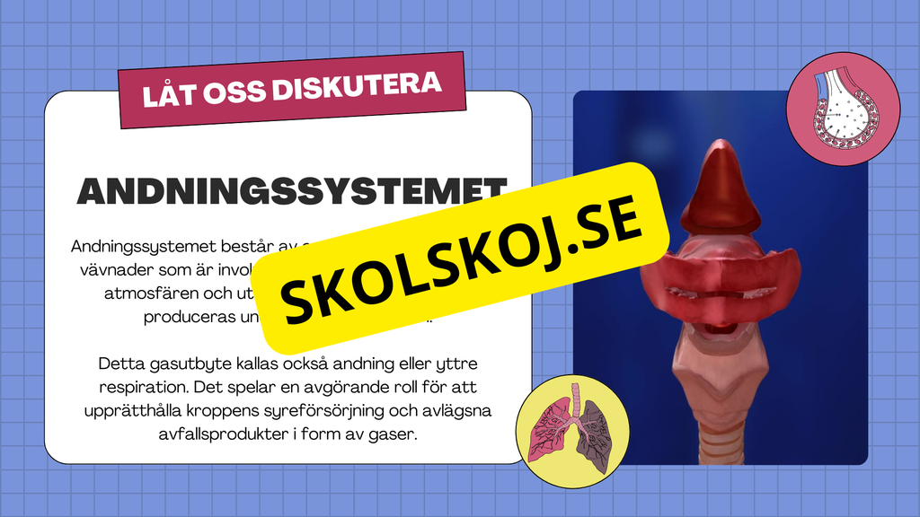 Människans andningsorgan - Årskurs 7 - 9