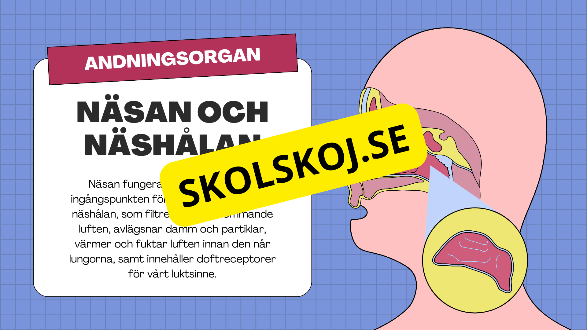 Människans andningsorgan - Årskurs 7 - 9