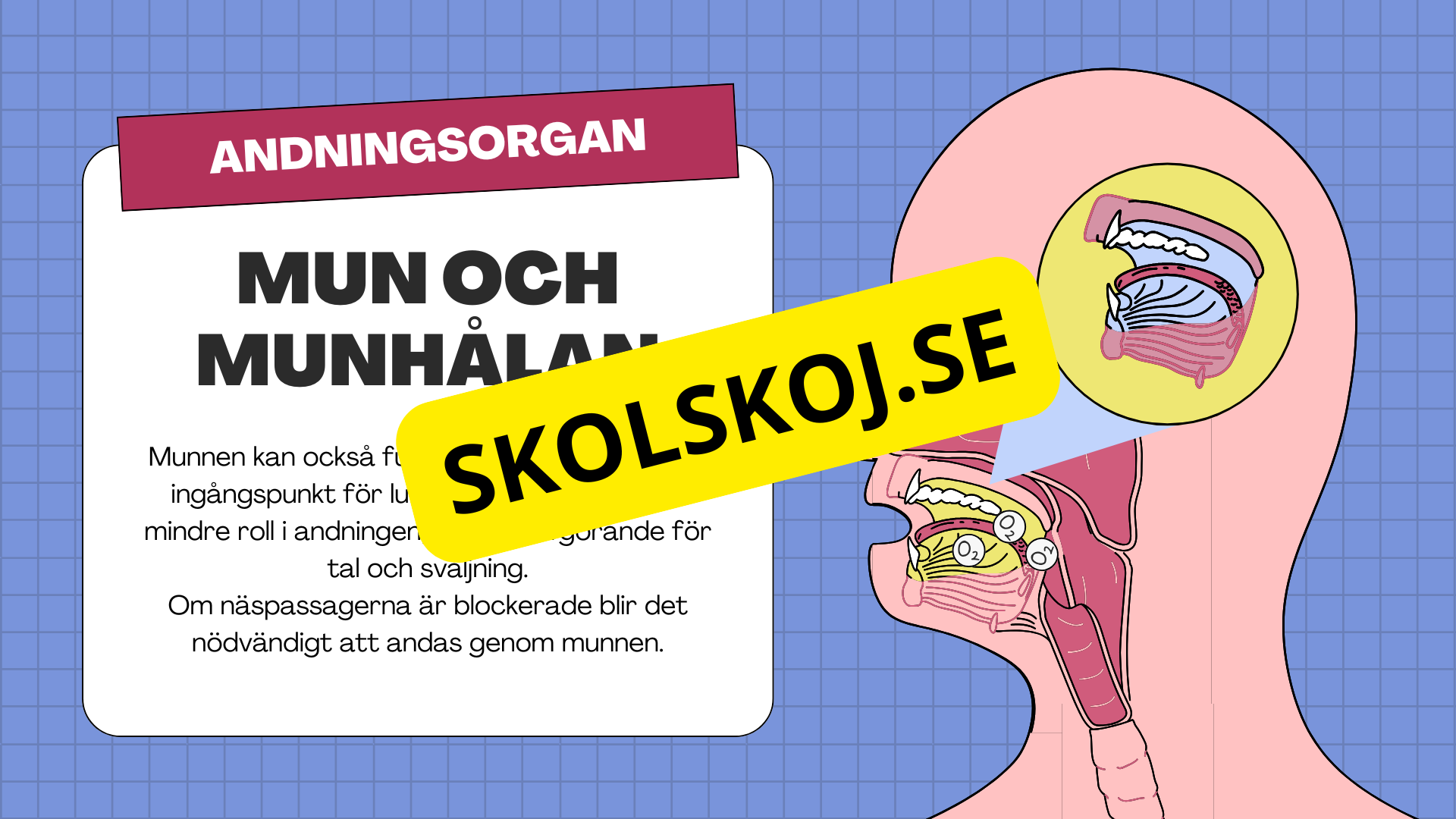 Människans andningsorgan - Årskurs 7 - 9