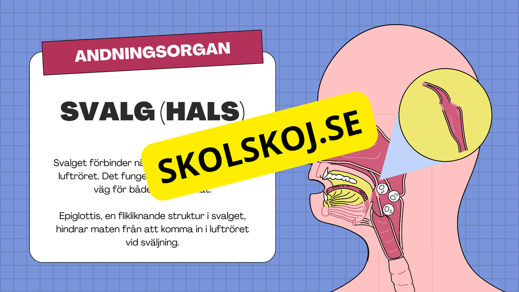 Människans andningsorgan - Årskurs 7 - 9