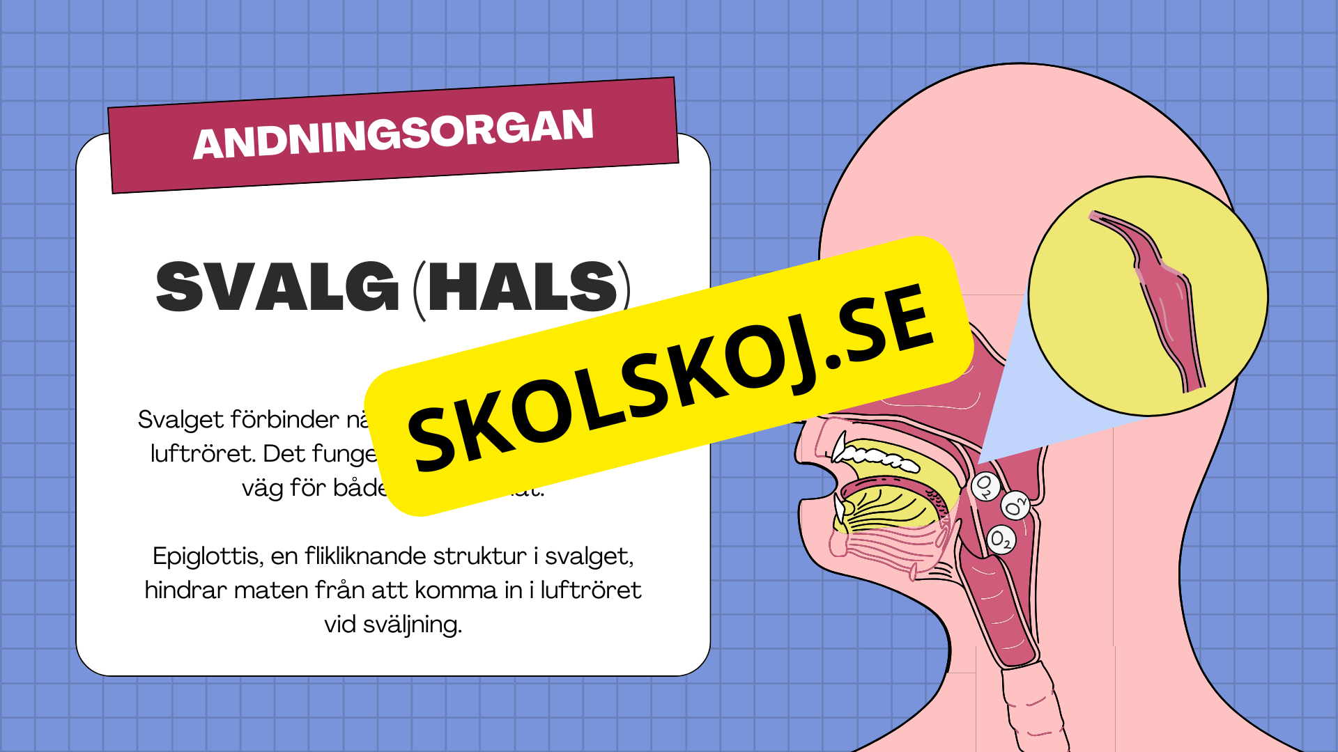 Människans andningsorgan - Årskurs 7 - 9
