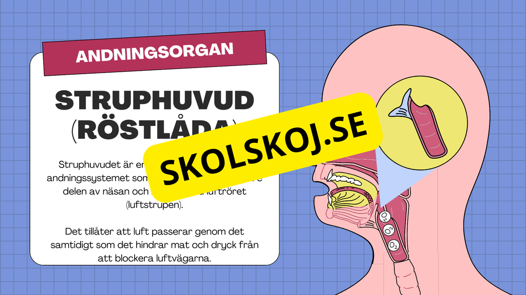 Människans andningsorgan - Årskurs 7 - 9