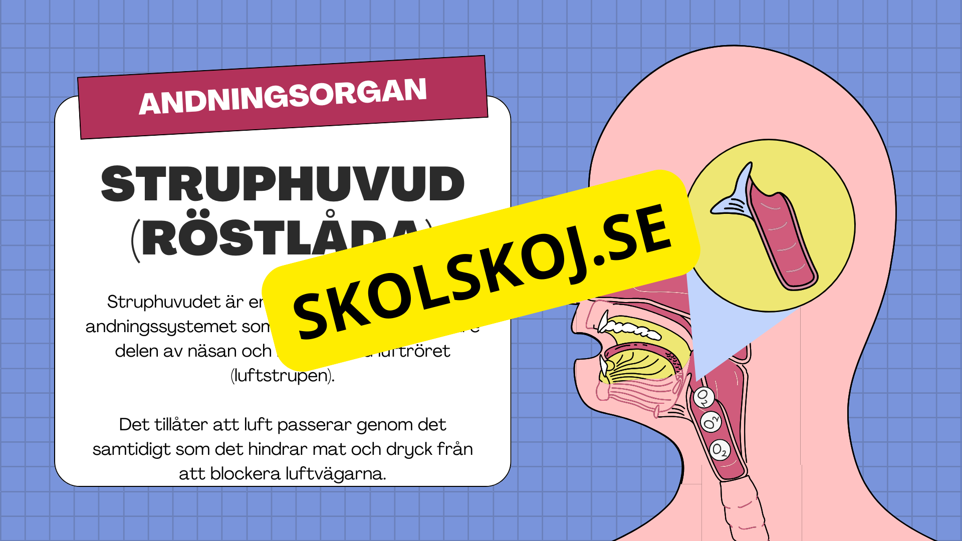 Människans andningsorgan - Årskurs 7 - 9