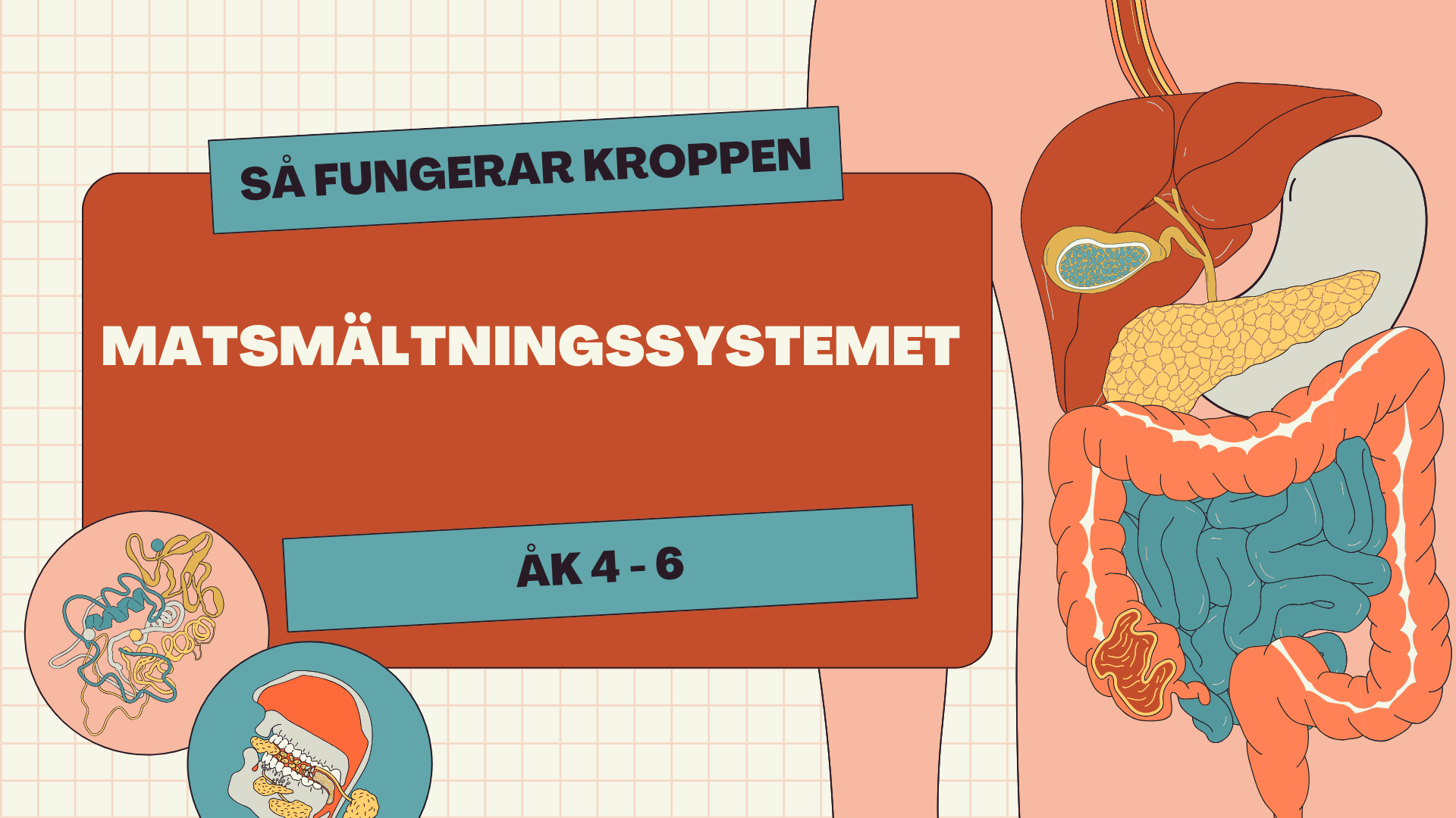 Matsmältningssystemet + Läsförståelse och frågor
