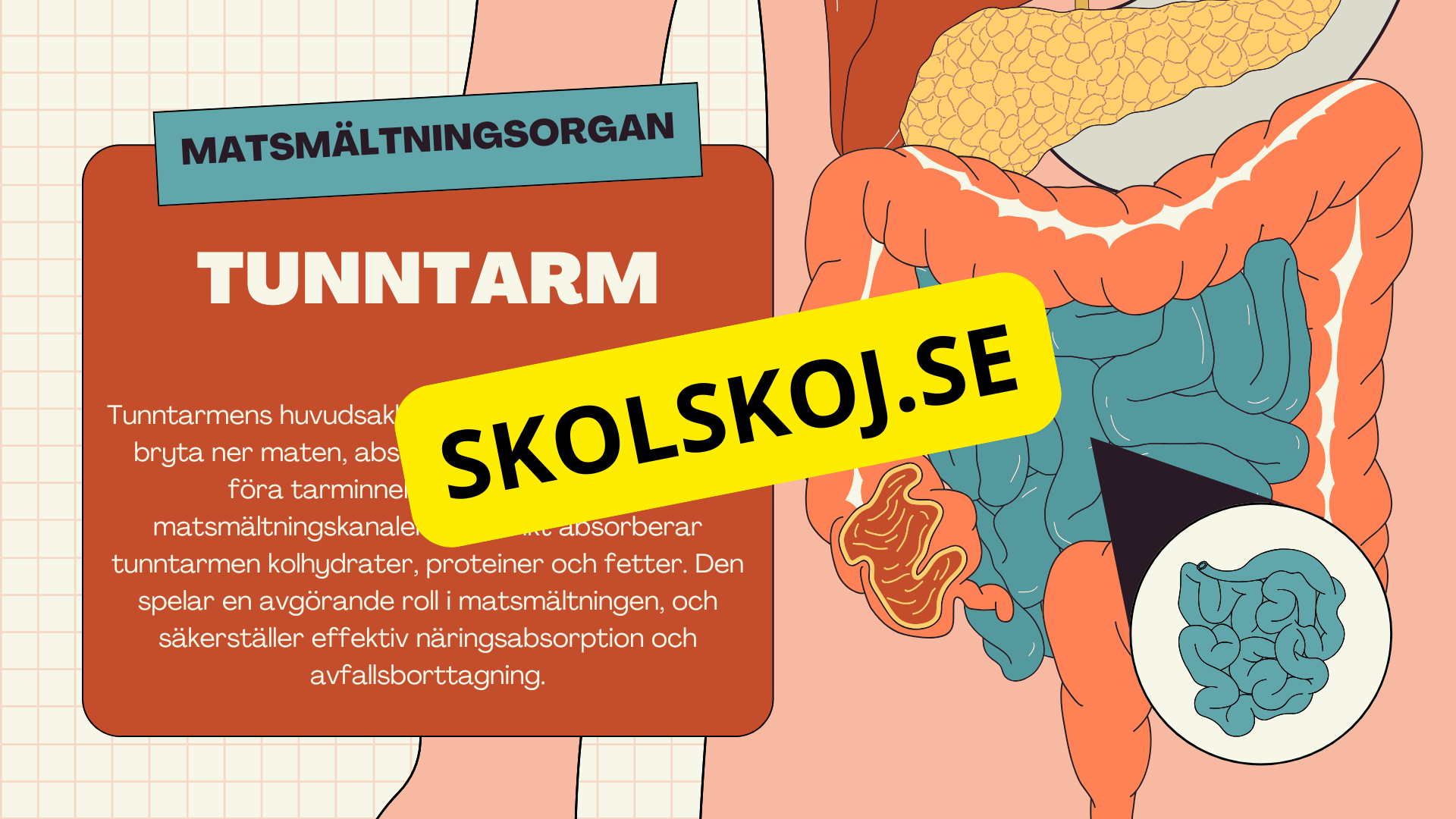 Matsmältningssystemet + Läsförståelse och frågor