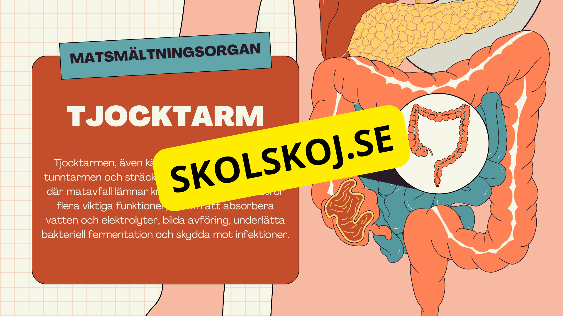 Matsmältningssystemet + Läsförståelse och frågor