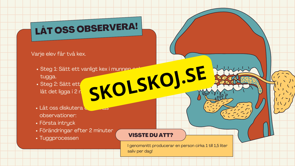Matsmältningssystemet + Läsförståelse och frågor