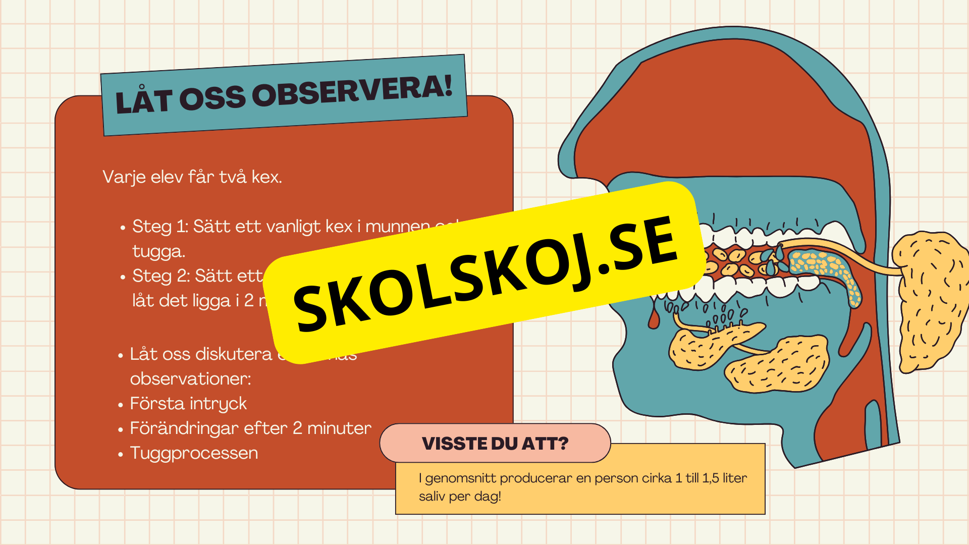 Matsmältningssystemet + Läsförståelse och frågor