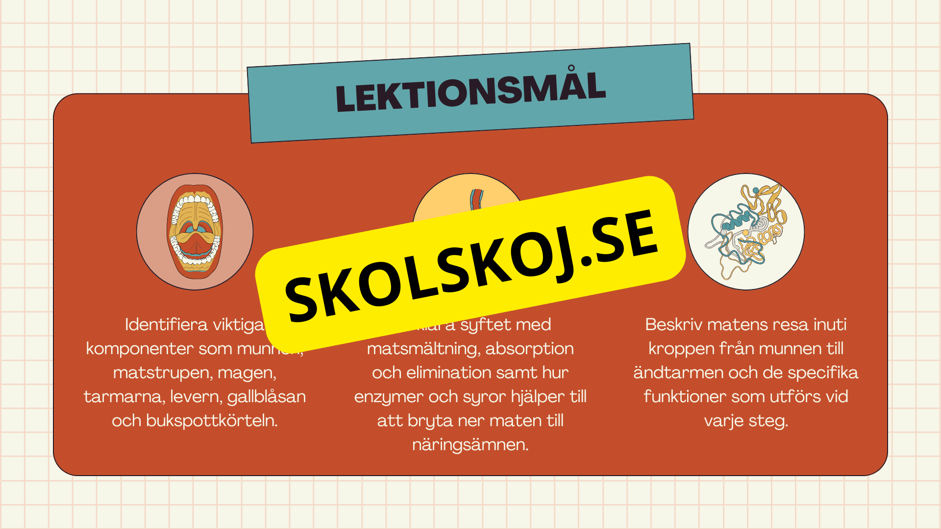 Matsmältningssystemet + Läsförståelse och frågor