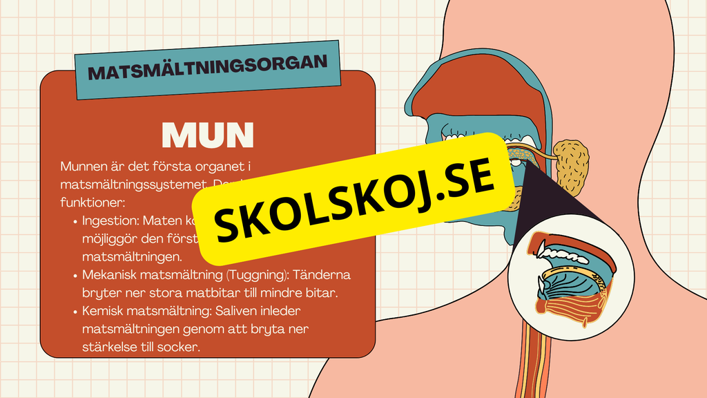 Matsmältningssystemet + Läsförståelse och frågor