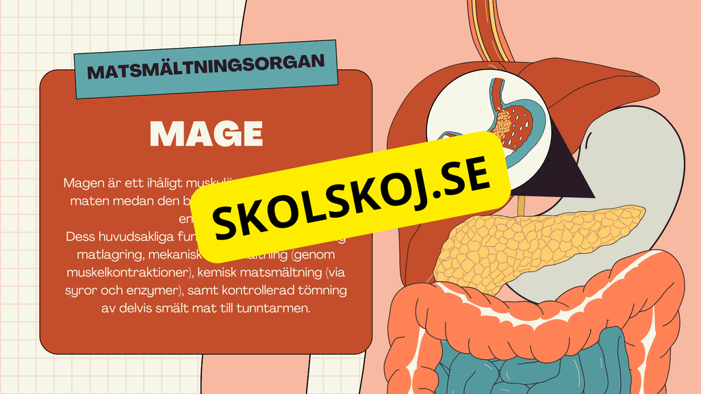 Matsmältningssystemet + Läsförståelse och frågor