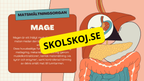 Matsmältningssystemet + Läsförståelse och frågor