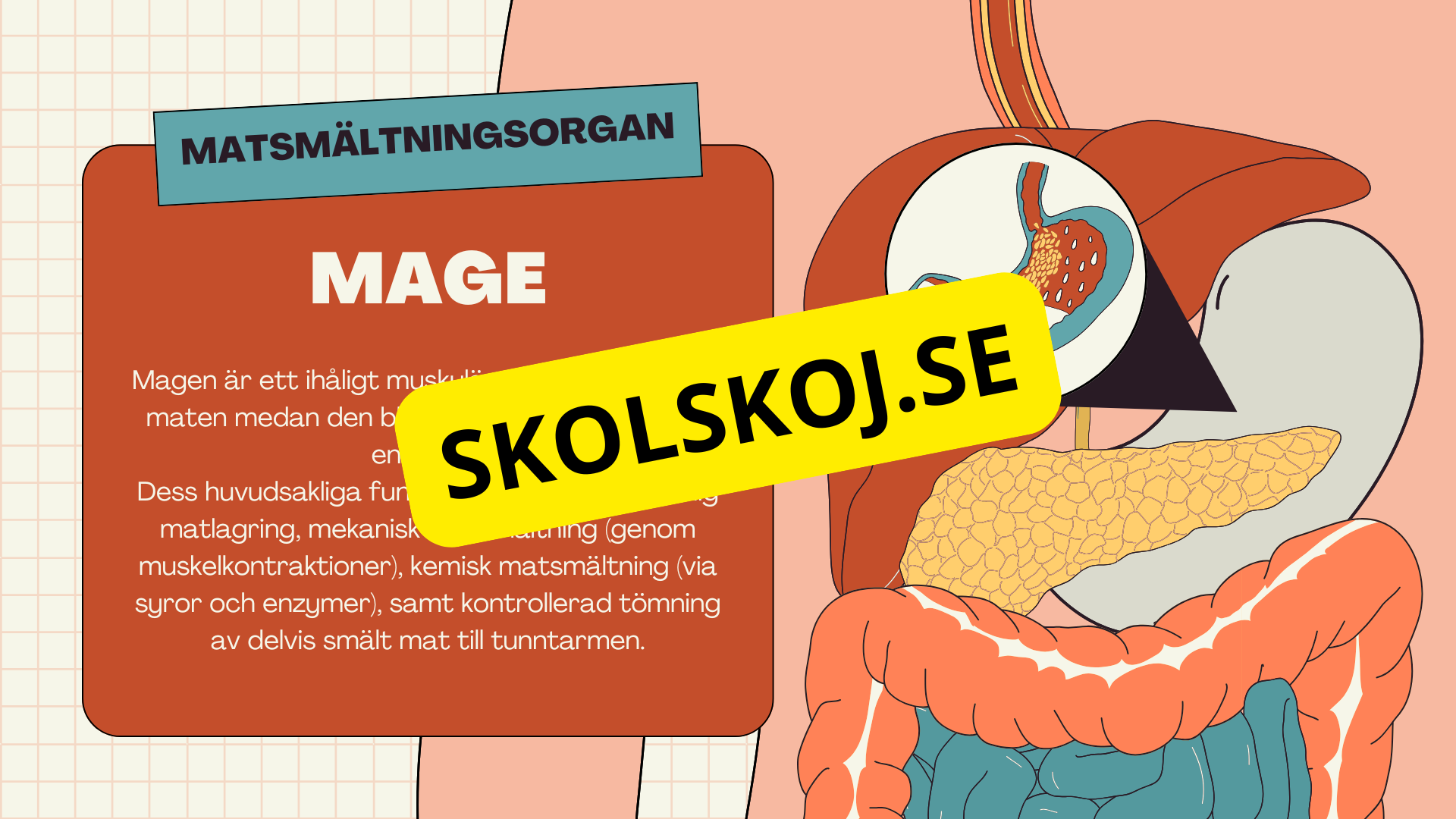 Matsmältningssystemet + Läsförståelse och frågor