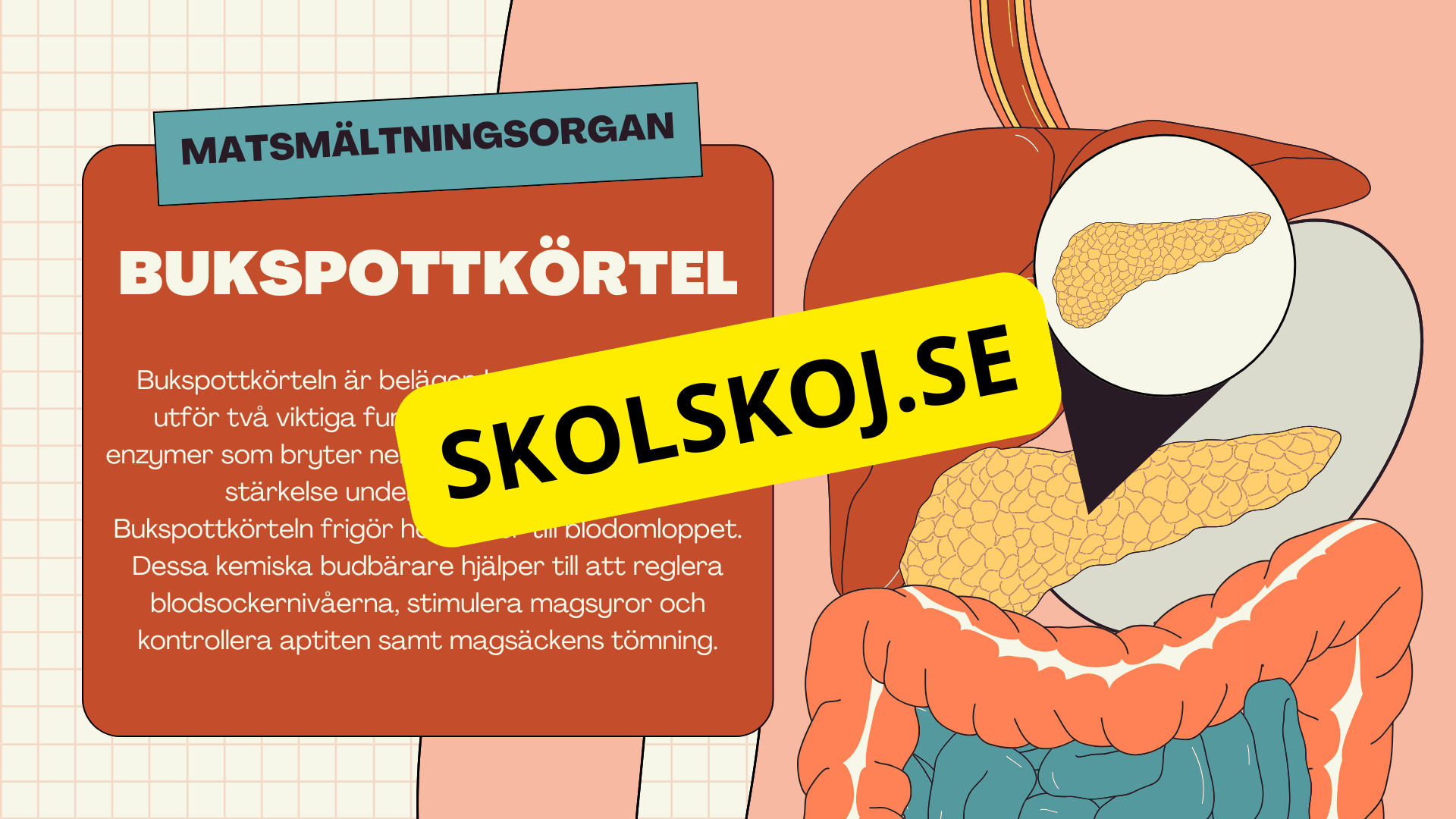 Matsmältningssystemet + Läsförståelse och frågor