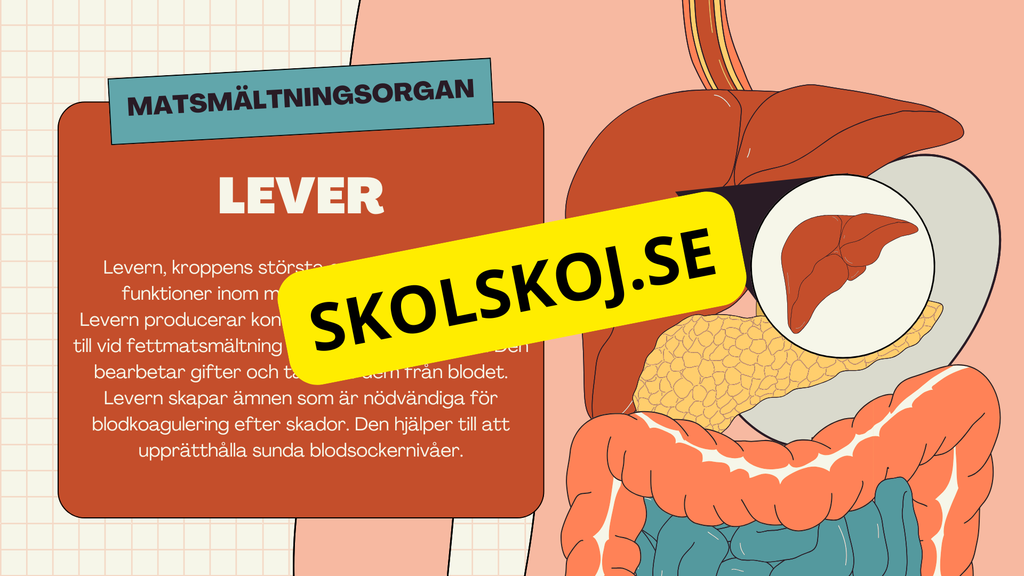 Matsmältningssystemet + Läsförståelse och frågor