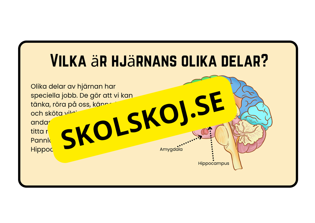 Förstå din hjärna - Årskurs 4 - 6