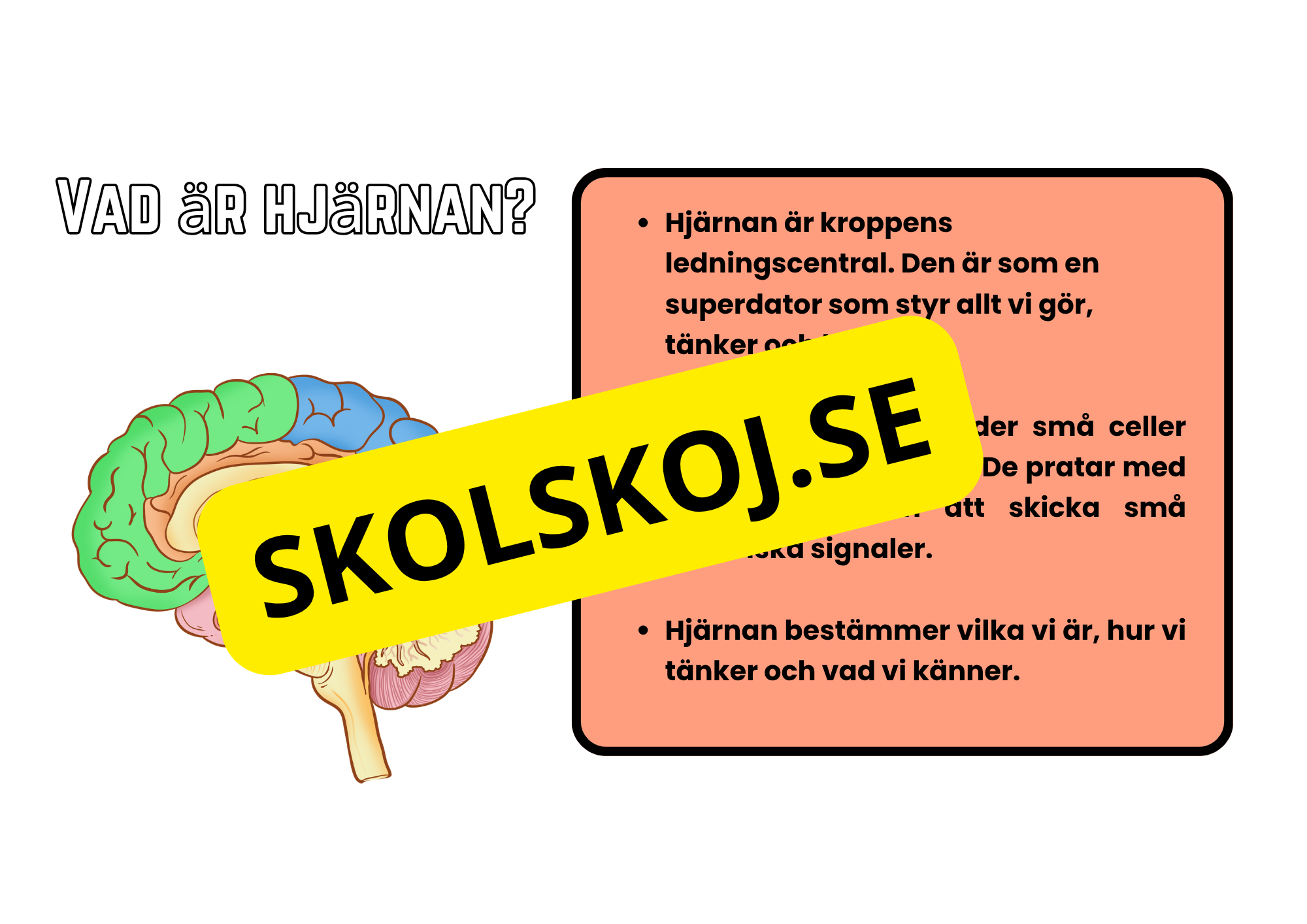 Förstå din hjärna - Årskurs 4 - 6