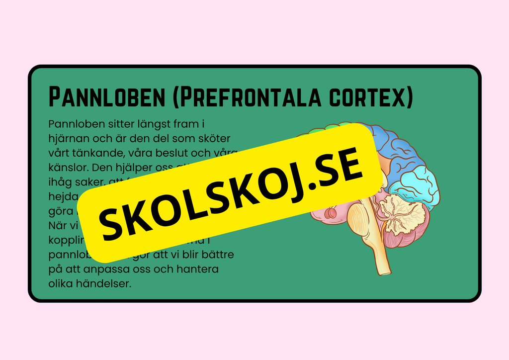 Förstå din hjärna - Årskurs 4 - 6