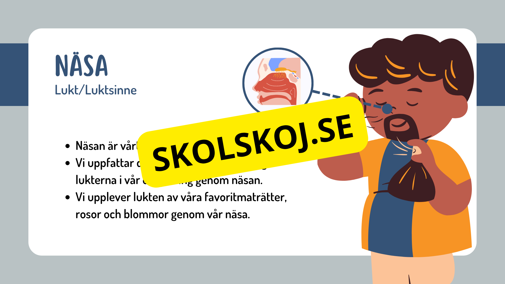 Sinnena - Hur uppfattar vi vår omgivning?