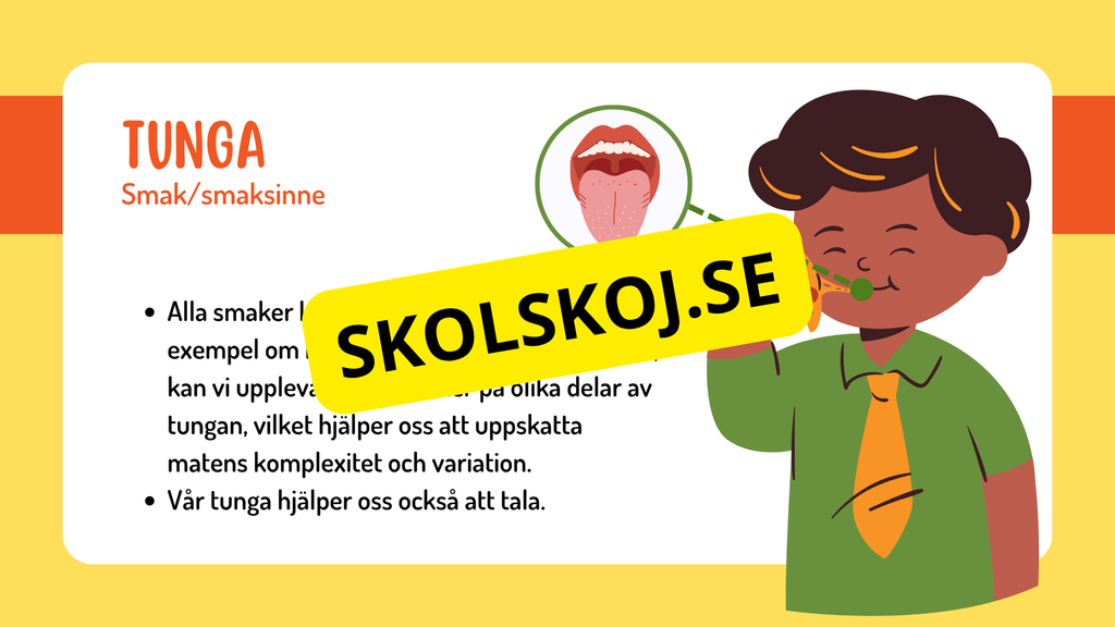 Sinnena - Hur uppfattar vi vår omgivning?