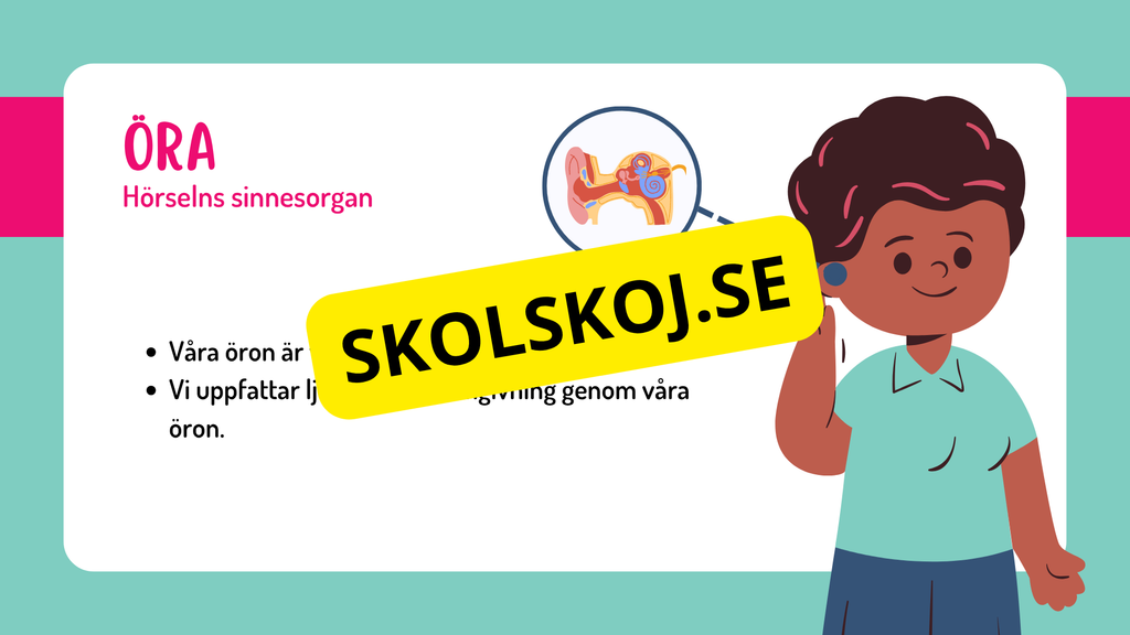 Sinnena - Hur uppfattar vi vår omgivning?
