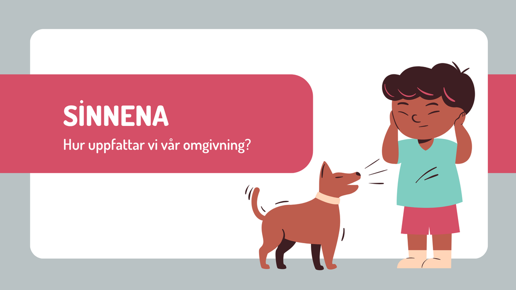 Sinnena - Hur uppfattar vi vår omgivning?