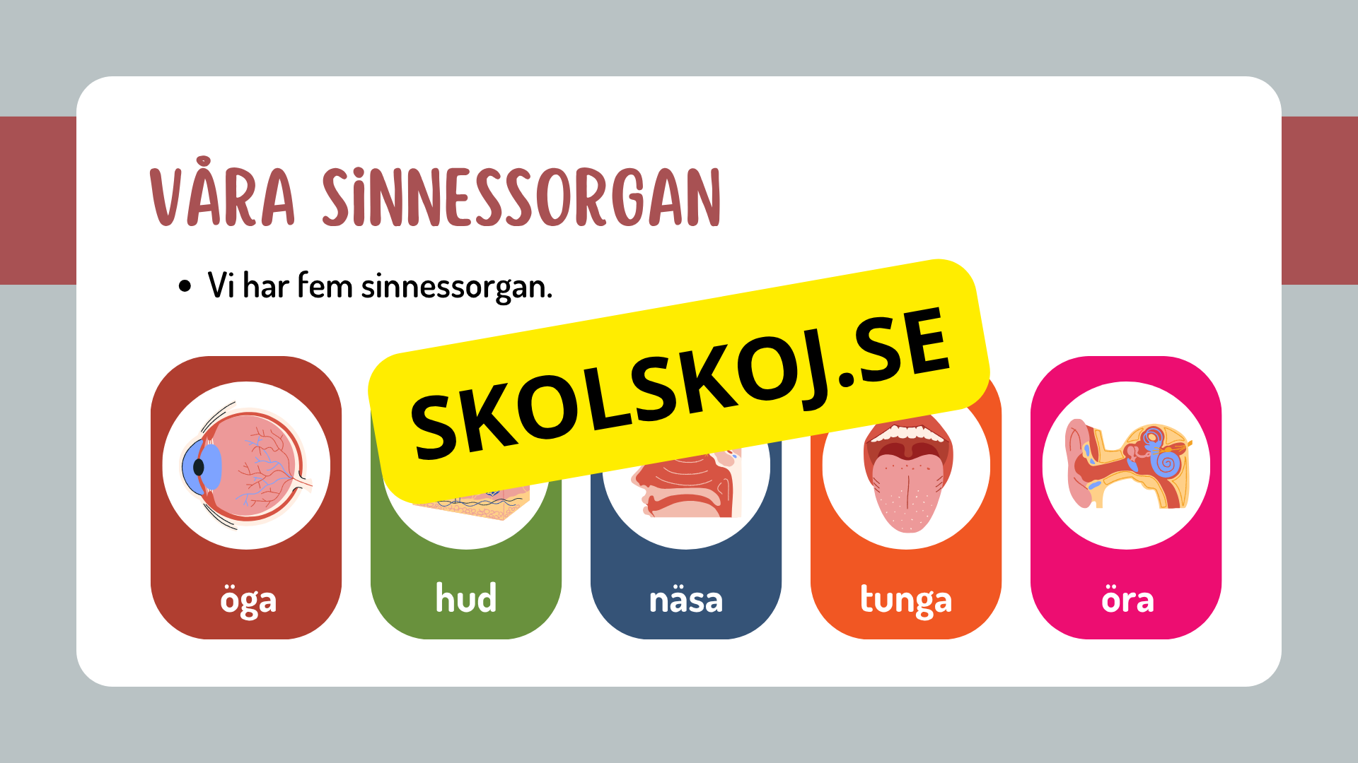 Sinnena - Hur uppfattar vi vår omgivning?
