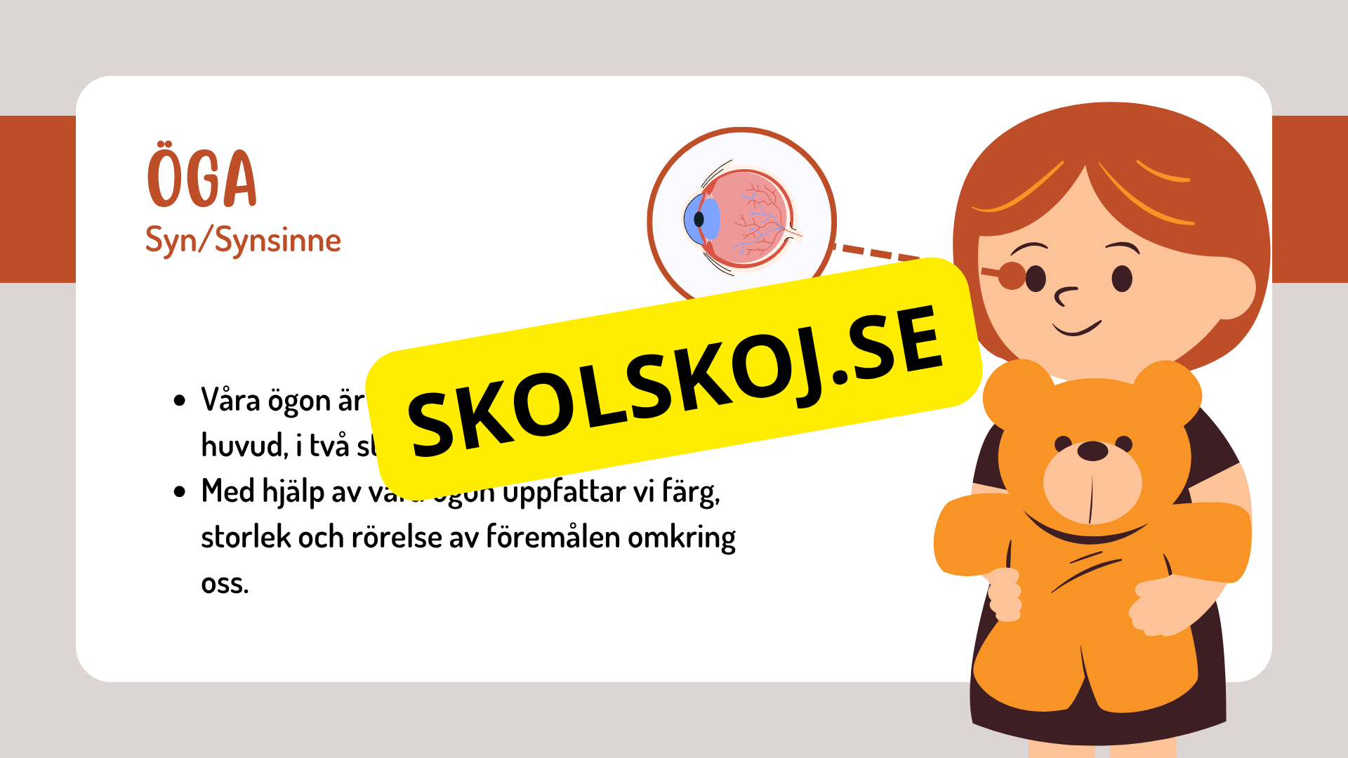 Sinnena - Hur uppfattar vi vår omgivning?