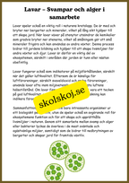 Svampar, lavar och mikroorganismer - Årskurs 4 - 6