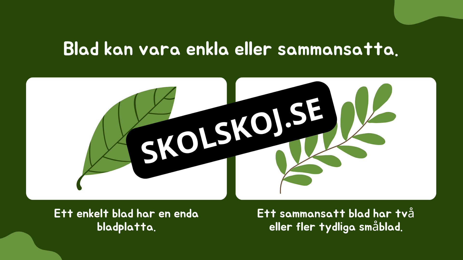 Växtens delar - Läsförståelse + frågor