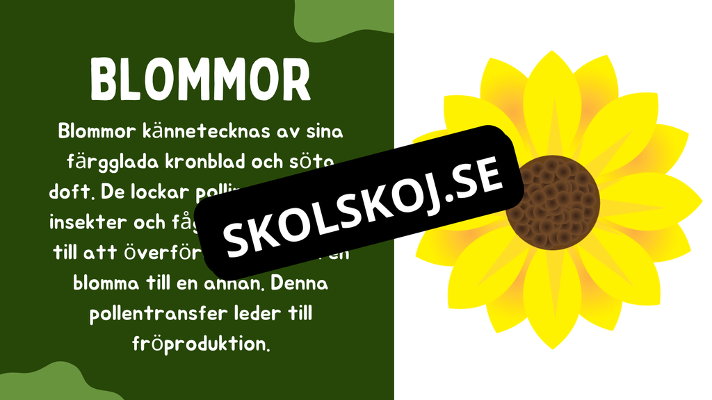 Växtens delar - Läsförståelse + frågor