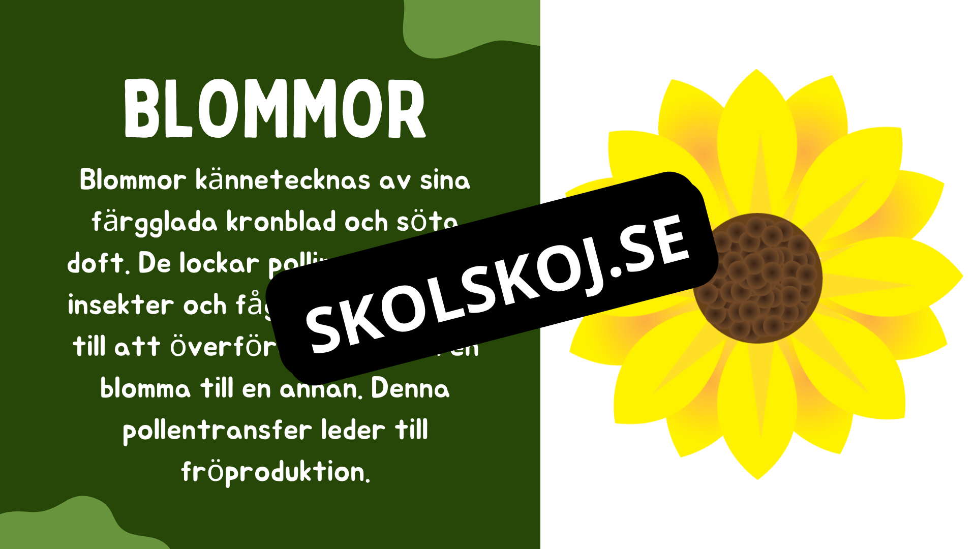 Växtens delar - Läsförståelse + frågor