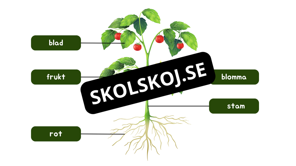 Växtens delar - Läsförståelse + frågor