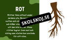 Växtens delar - Läsförståelse + frågor