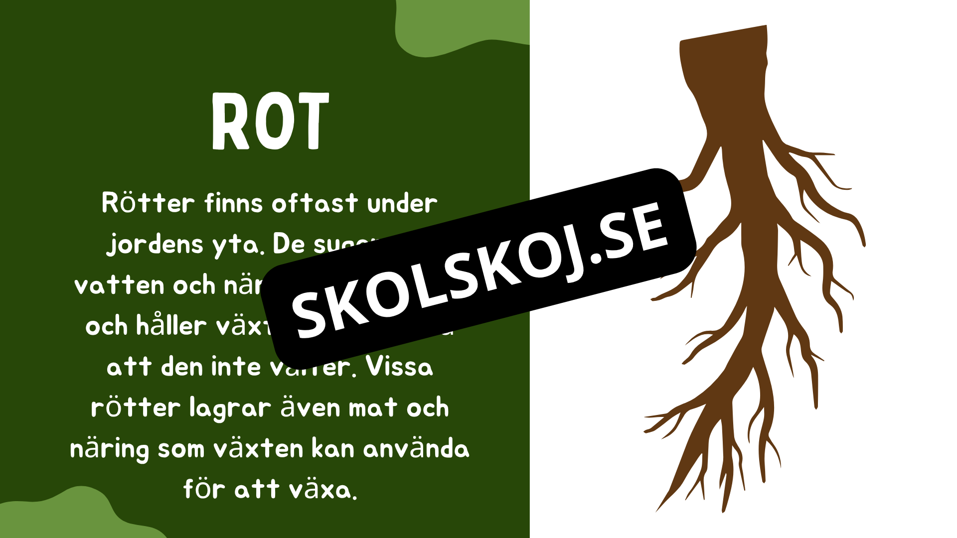 Växtens delar - Läsförståelse + frågor