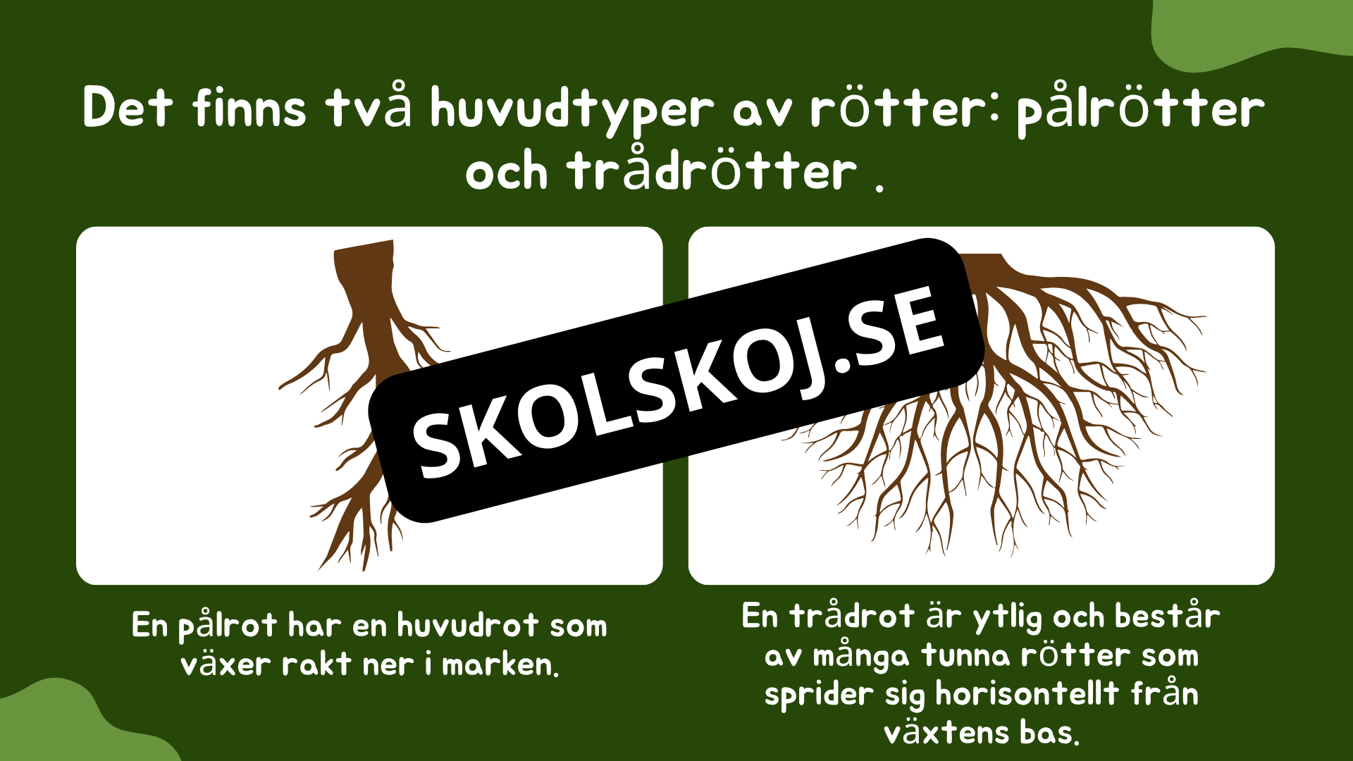 Växtens delar - Läsförståelse + frågor