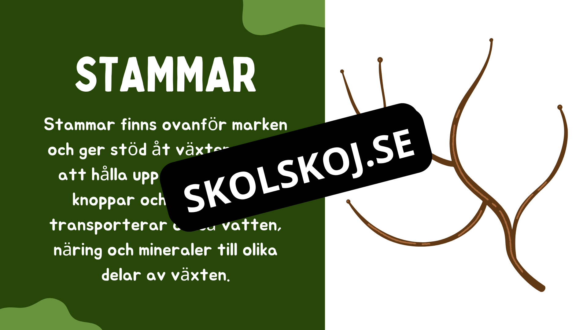 Växtens delar - Läsförståelse + frågor