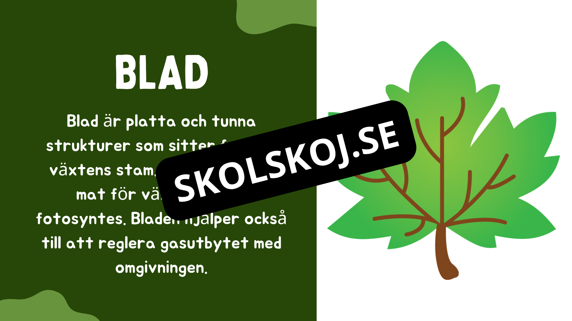 Växtens delar - Läsförståelse + frågor