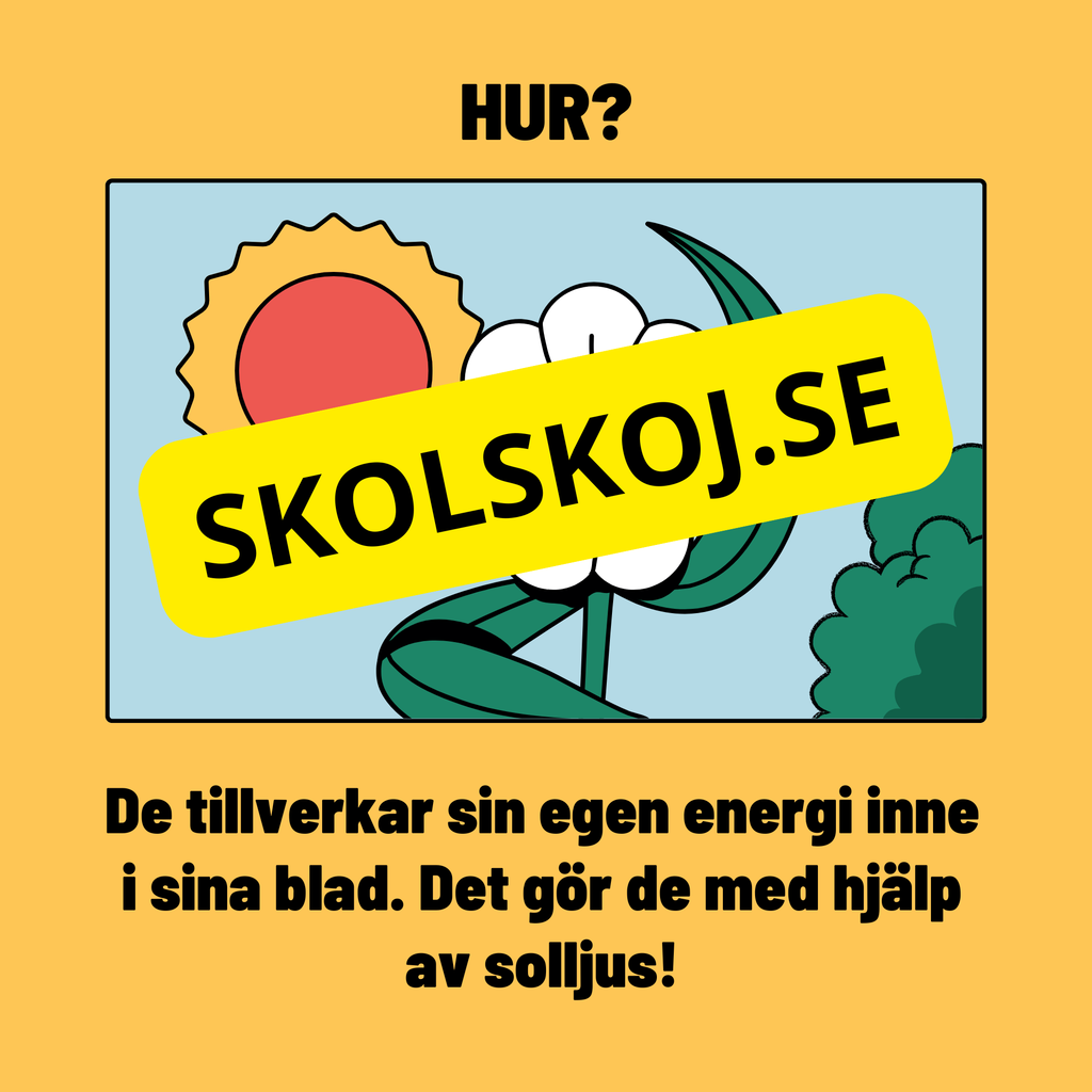 Växternas behov – En enklare förklaring av fotosyntes