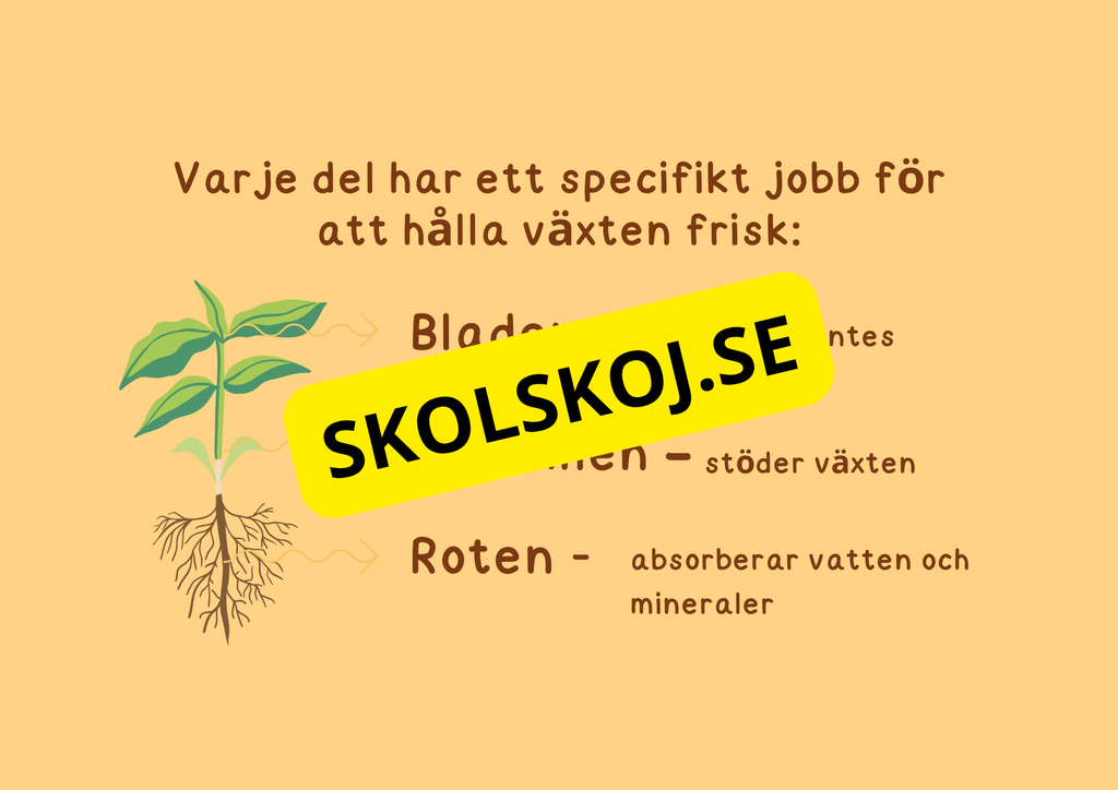 Växternas liv - Häfte - Årskurs 3 - 6