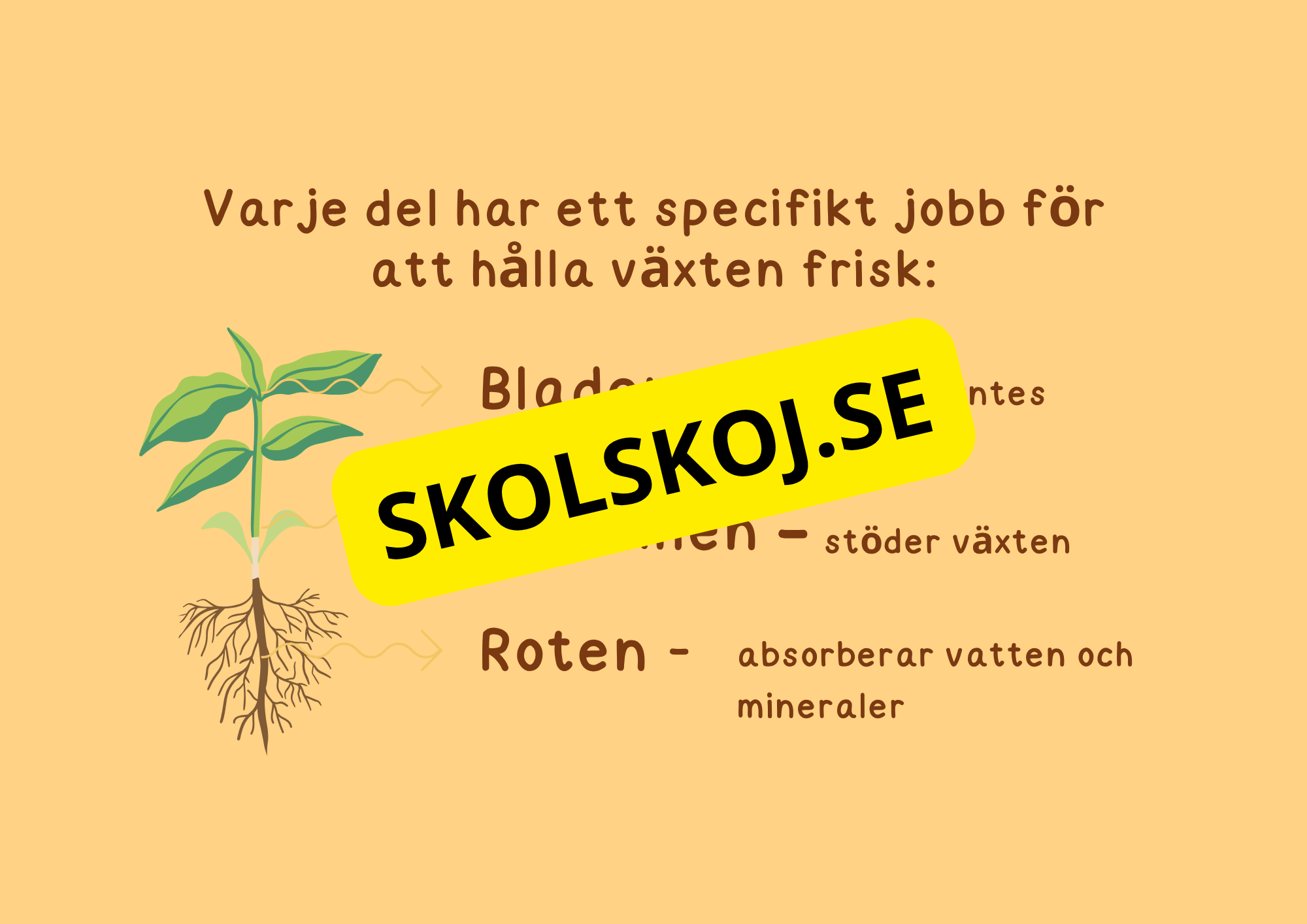 Växternas liv - Häfte - Årskurs 3 - 6