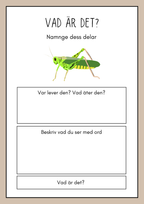 Vad är det? - Insekter - Faktabok